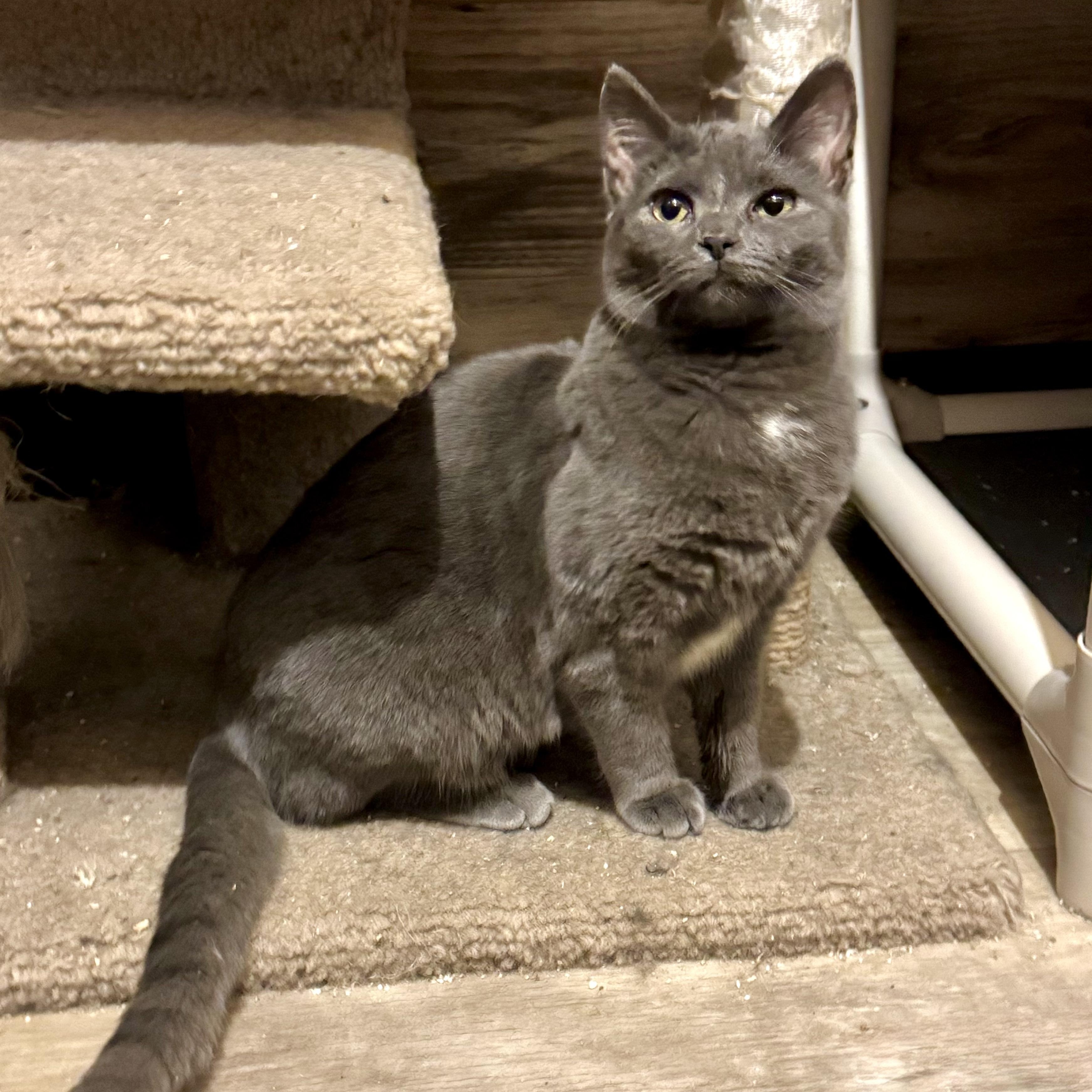 Crystal, Adoptable, Young Female Domestic Short Hair.