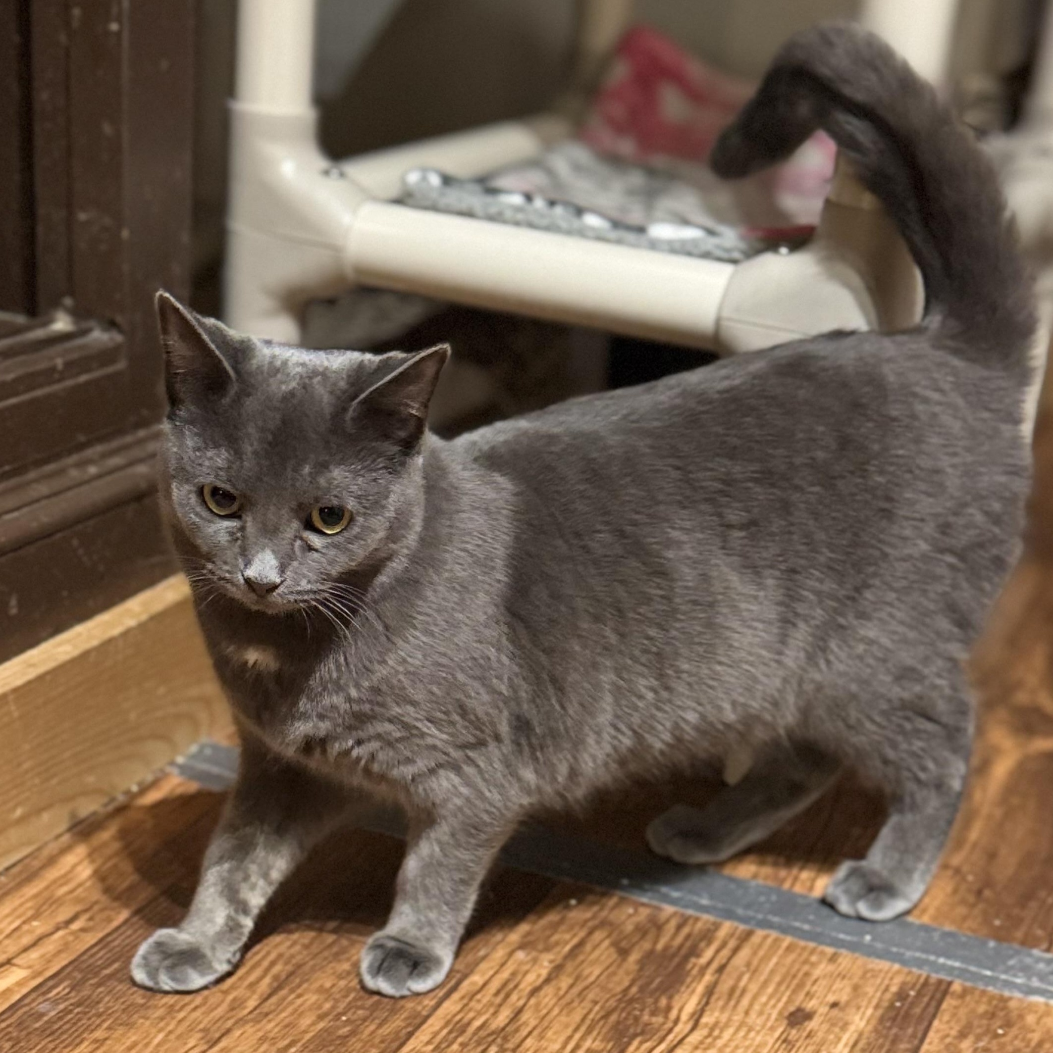 Enlarge Crystal, a Adoptable Domestic Short Hair in North Tonawanda, NY image 6/6