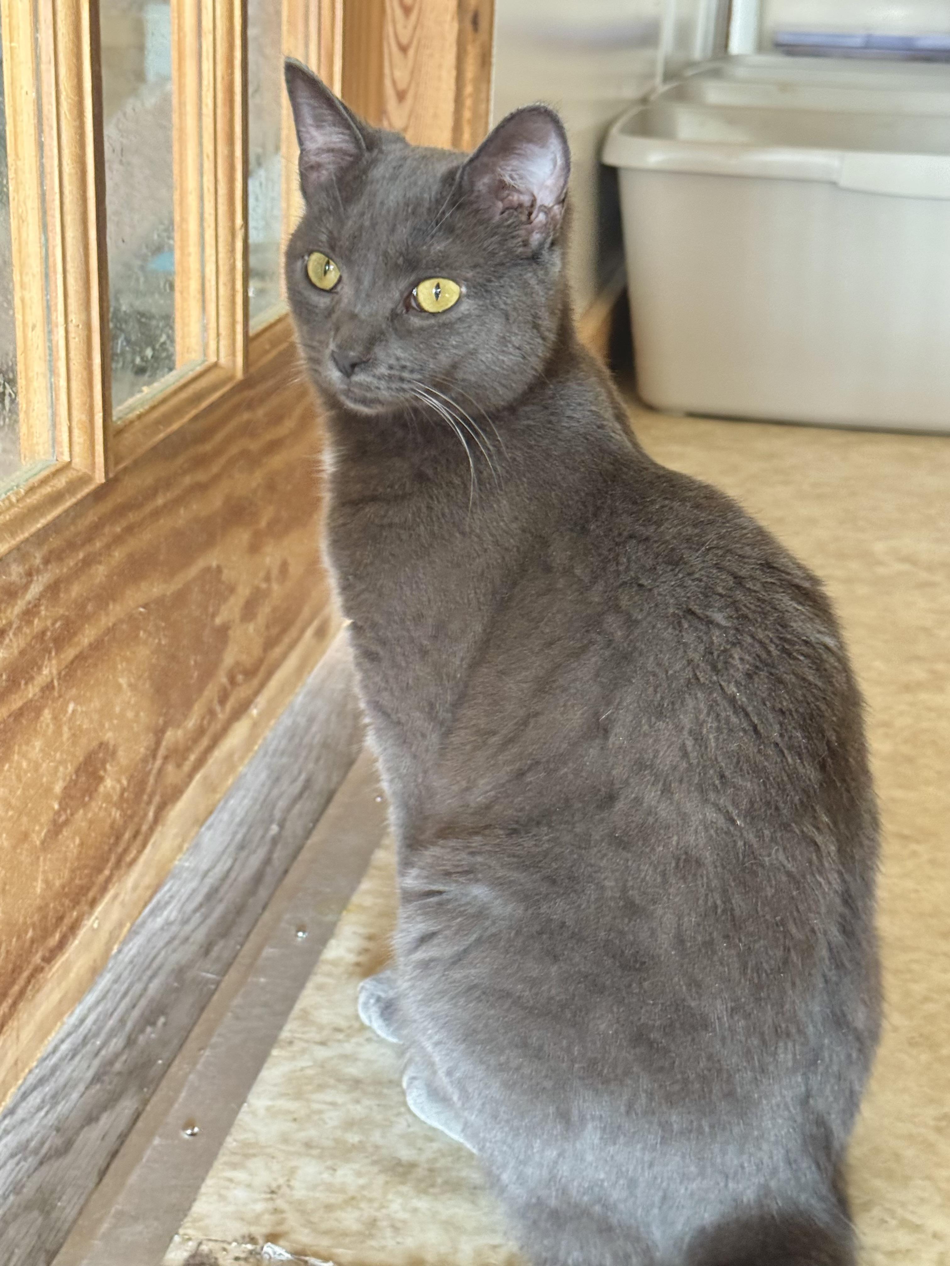 Crystal, a Adoptable Domestic Short Hair in North Tonawanda, NY image 3/6