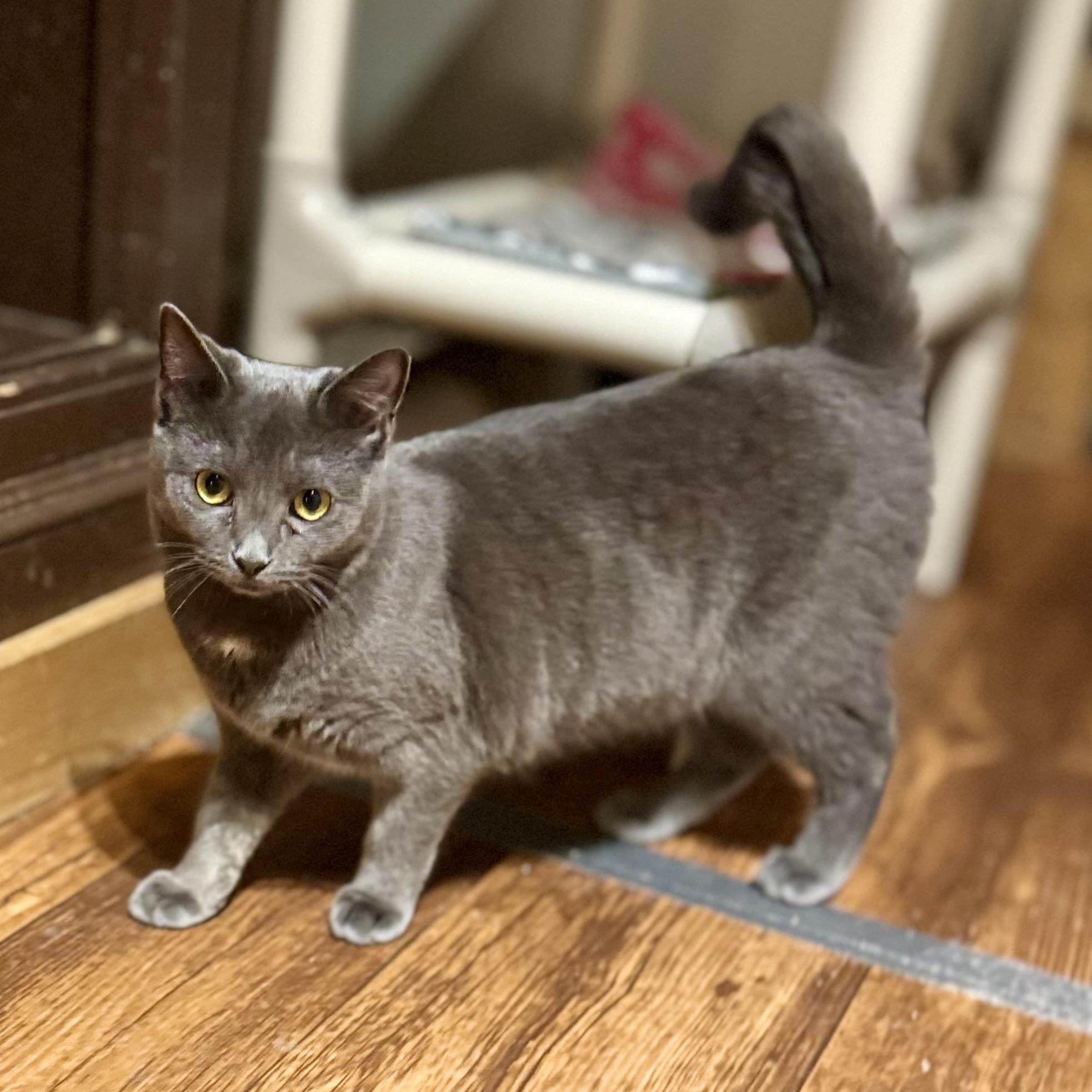 Enlarge Crystal, a Adoptable Domestic Short Hair in North Tonawanda, NY image 3/6