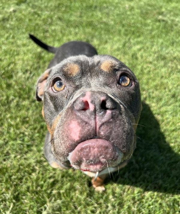 Drax, a Adoptable mixed breed in Sioux City, IA image 1/6