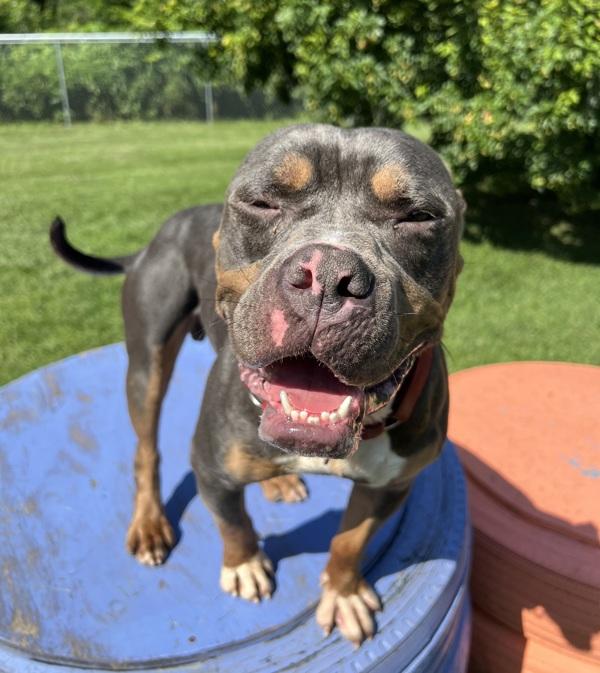 Drax, a Adoptable mixed breed in Sioux City, IA image 3/6