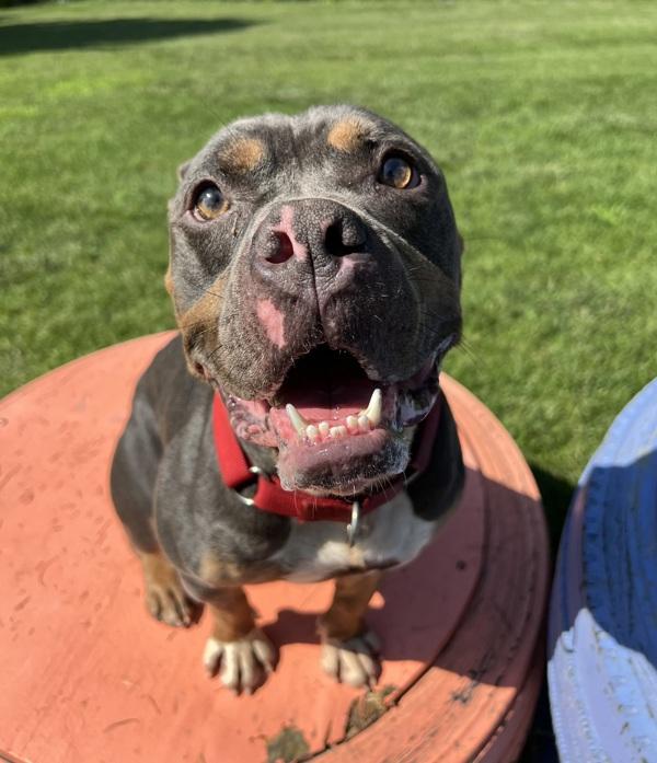 Drax, a Adoptable mixed breed in Sioux City, IA image 5/6