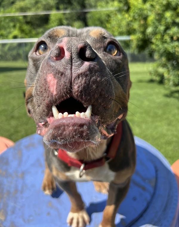 Drax, a Adoptable mixed breed in Sioux City, IA image 6/6