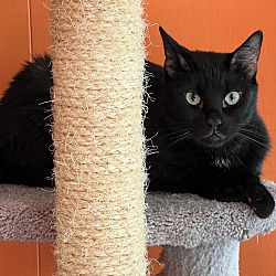 Abe (BONDED with TOBIAS)