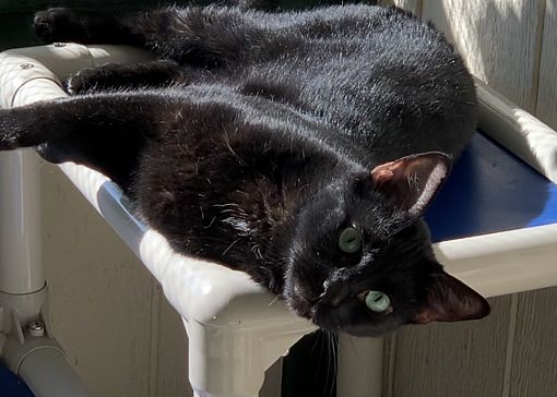 Abe (BONDED with TOBIAS) photo 2