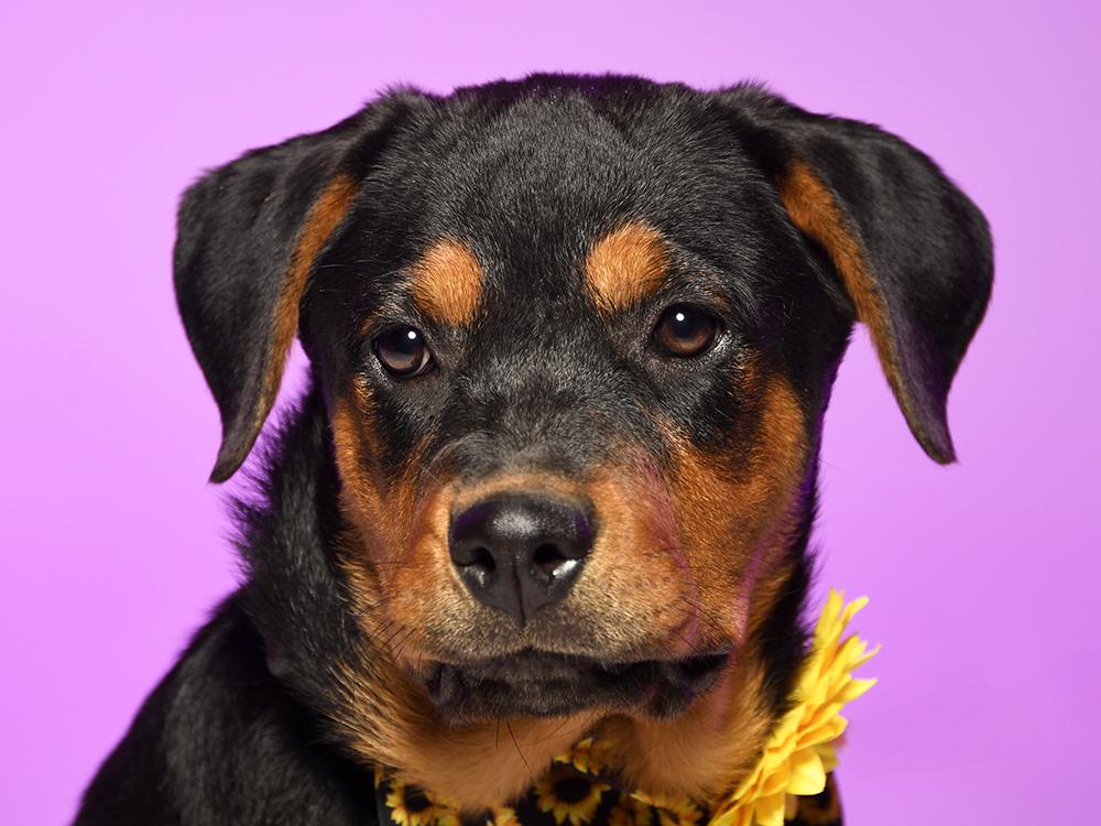 Kaylee, Baby Female Rottweiler