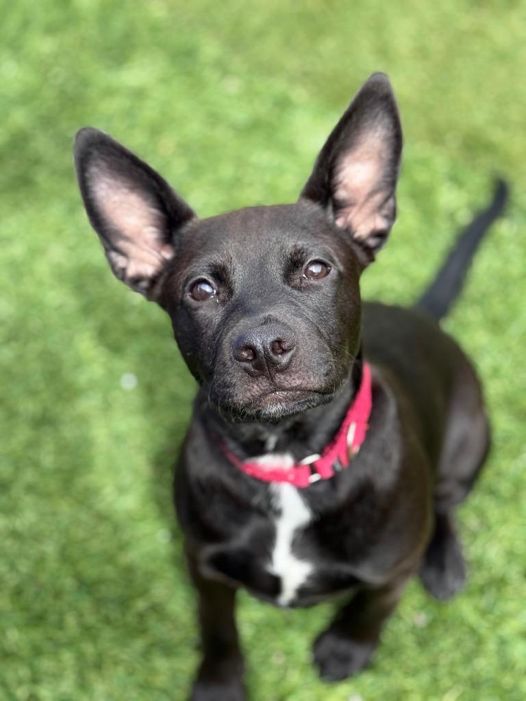 Enlarge Pepper, a Adoptable mixed breed in Tehachapi, CA image 1/1