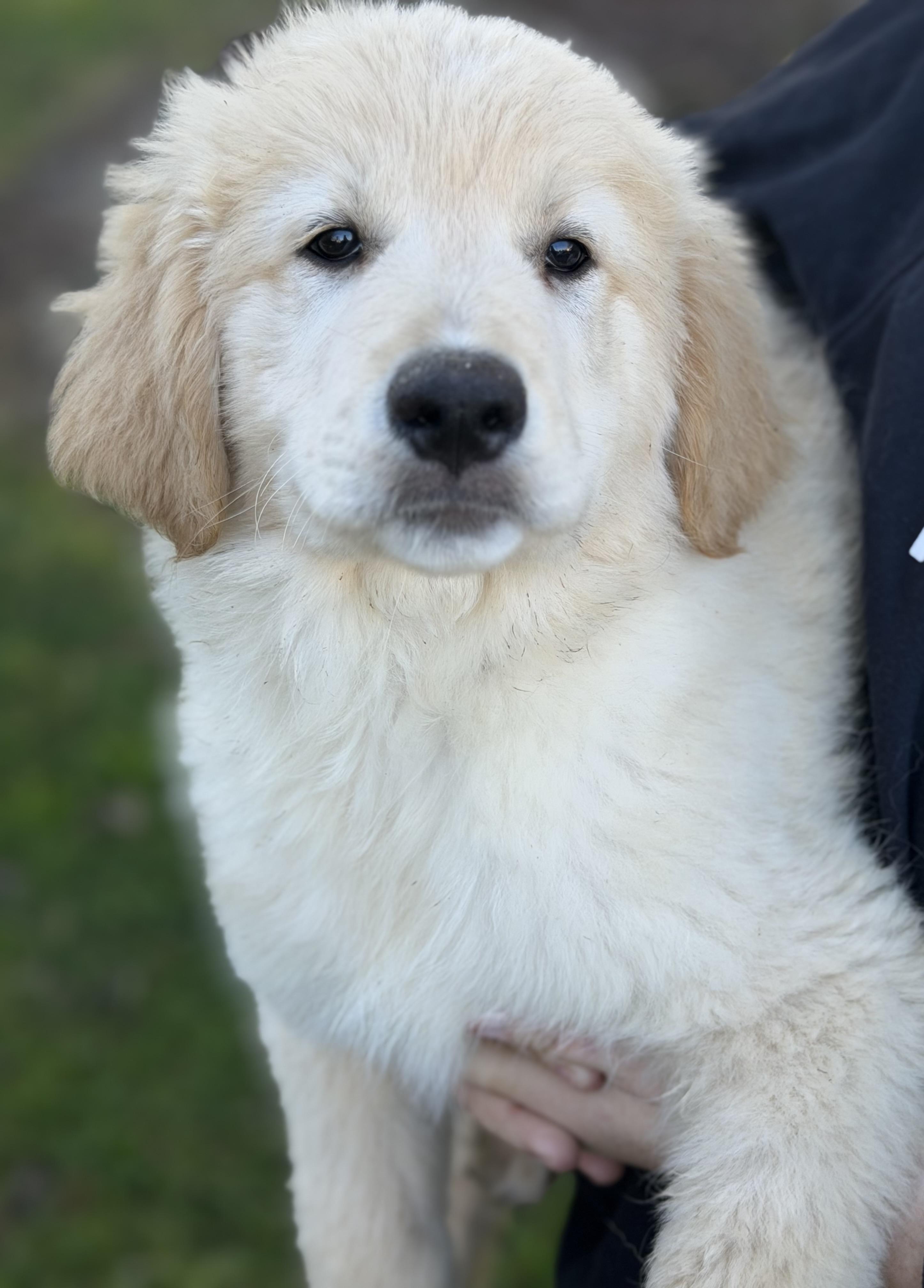 Enlarge Ryder, an adoptable mixed breed in Yuba City, CA image 2/3