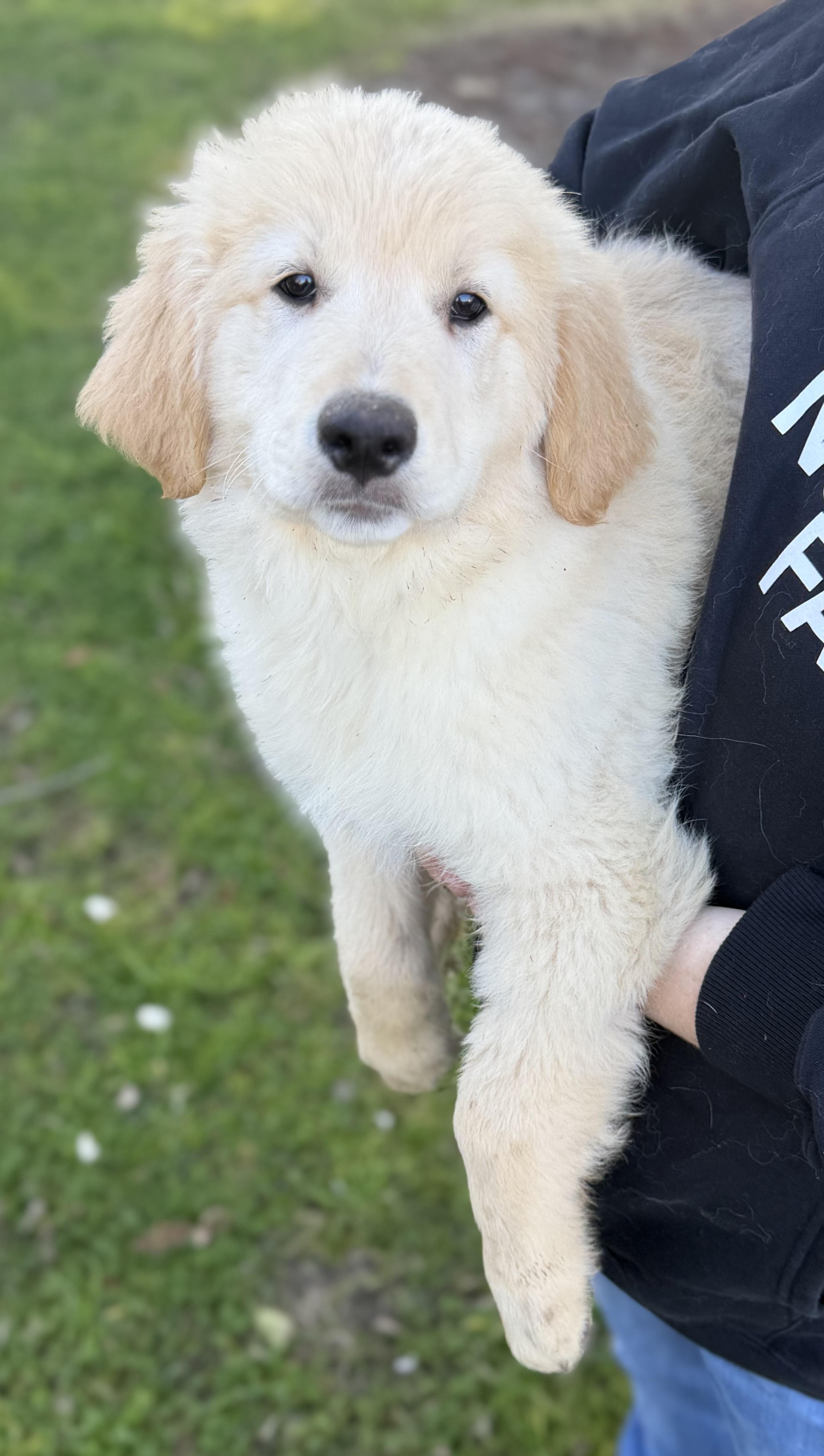 Enlarge Ryder, an adoptable mixed breed in Yuba City, CA image 1/3