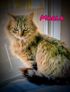 Marla, Adopted, Adult Female Domestic Long Hair & Tabby.
