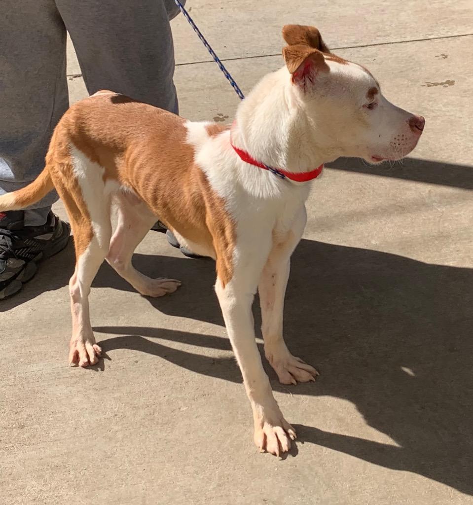 Briscoe, Adoptable, Young Male Mixed Breed.