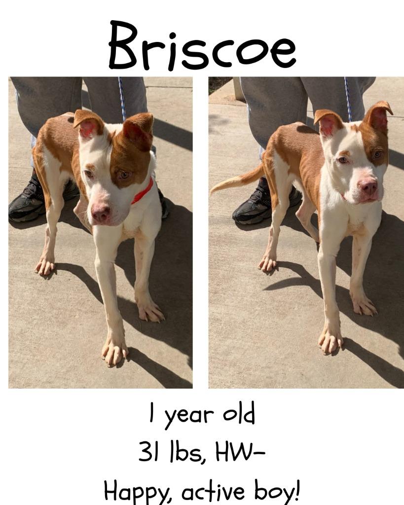 Enlarge Briscoe, a Adoptable mixed breed in Albany, GA image 3/4