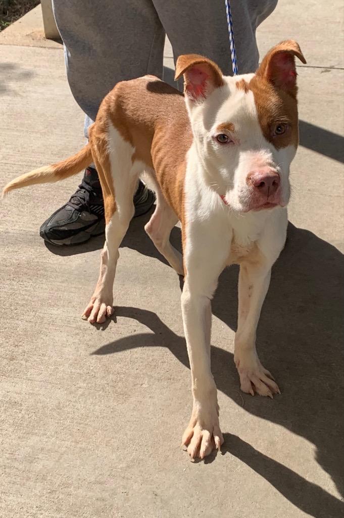 Enlarge Briscoe, a Adoptable mixed breed in Albany, GA image 4/4