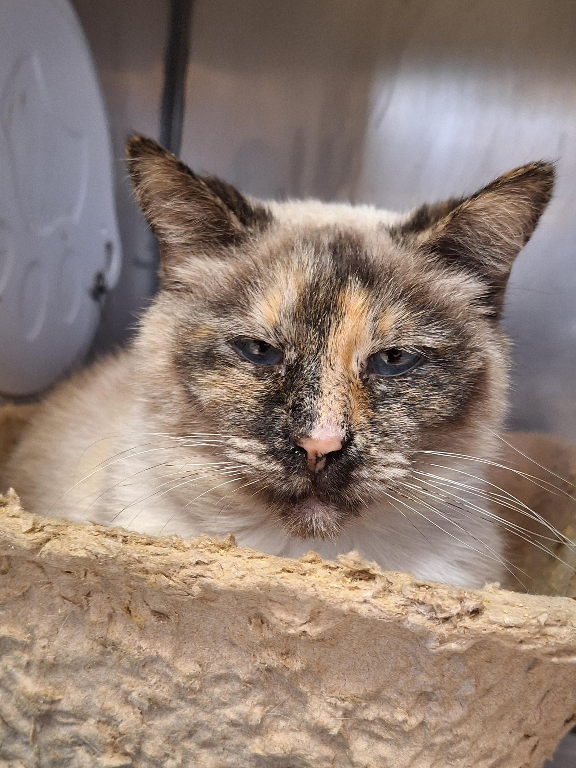 Sofie, an adopted mixed breed in Stanton, KY image 4/4