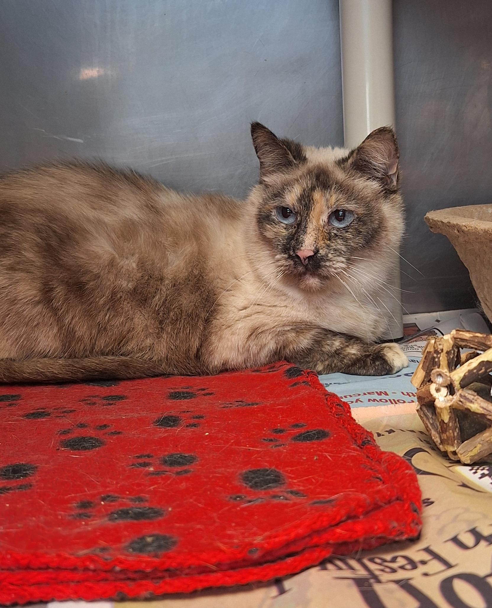 Sofie, an adopted mixed breed in Stanton, KY image 2/4