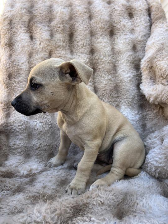 Enlarge Camellia, an adopted mixed breed in Pflugerville, TX image 4/5