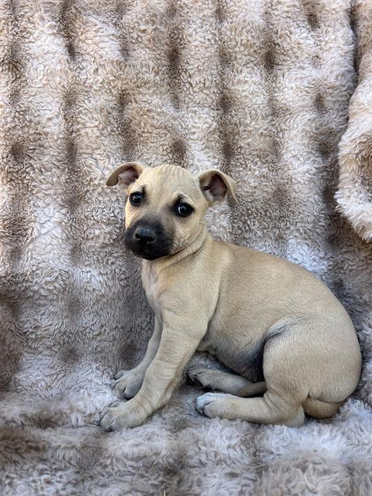 Enlarge Camellia, an adopted mixed breed in Pflugerville, TX image 1/5