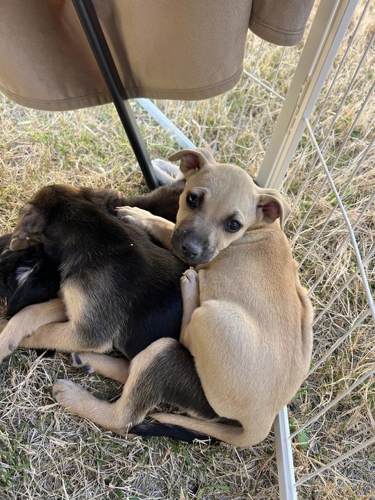 Enlarge Camellia, an adopted mixed breed in Pflugerville, TX image 2/5