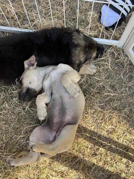 Enlarge Camellia, an adopted mixed breed in Pflugerville, TX image 3/5