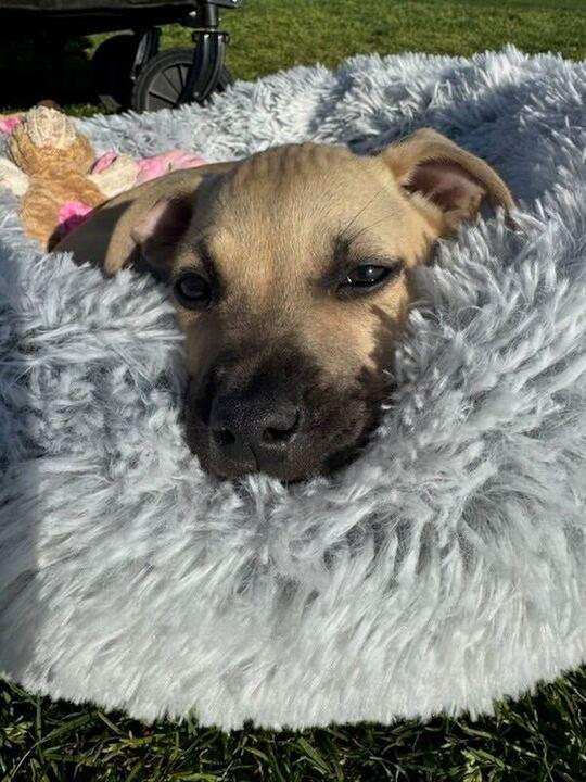 Enlarge Camellia, an adopted mixed breed in Pflugerville, TX image 5/5