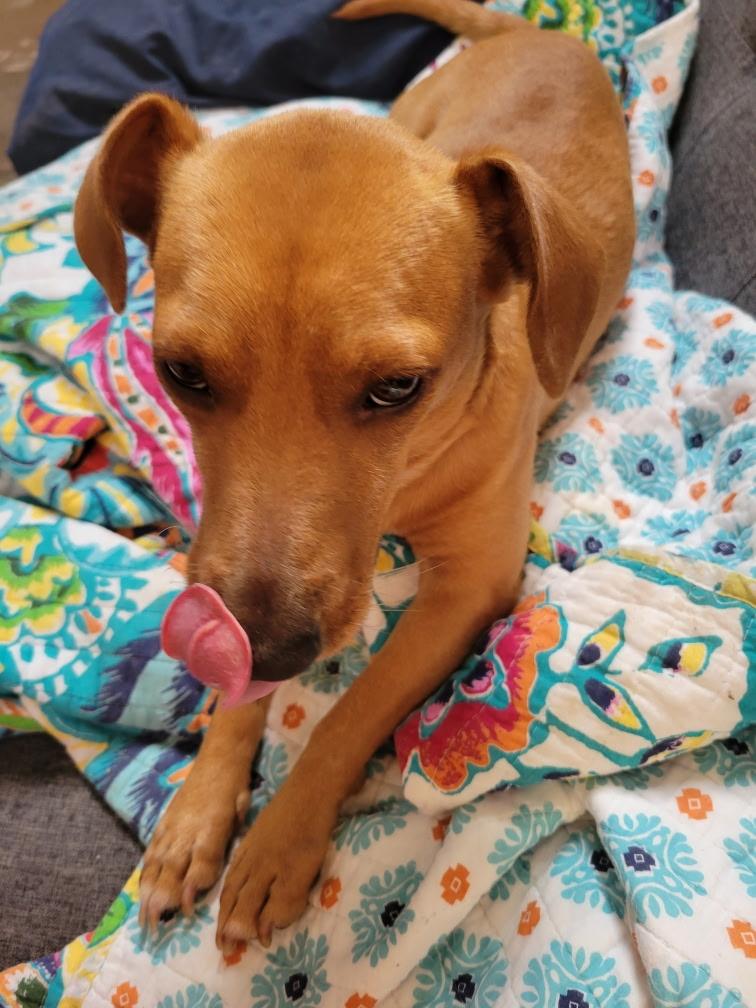 Enlarge Miso, a ADOPTABLE mixed breed in PITTSBURGH, PA image 2/3
