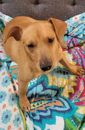 Enlarge Miso, a ADOPTABLE mixed breed in PITTSBURGH, PA image 3/3