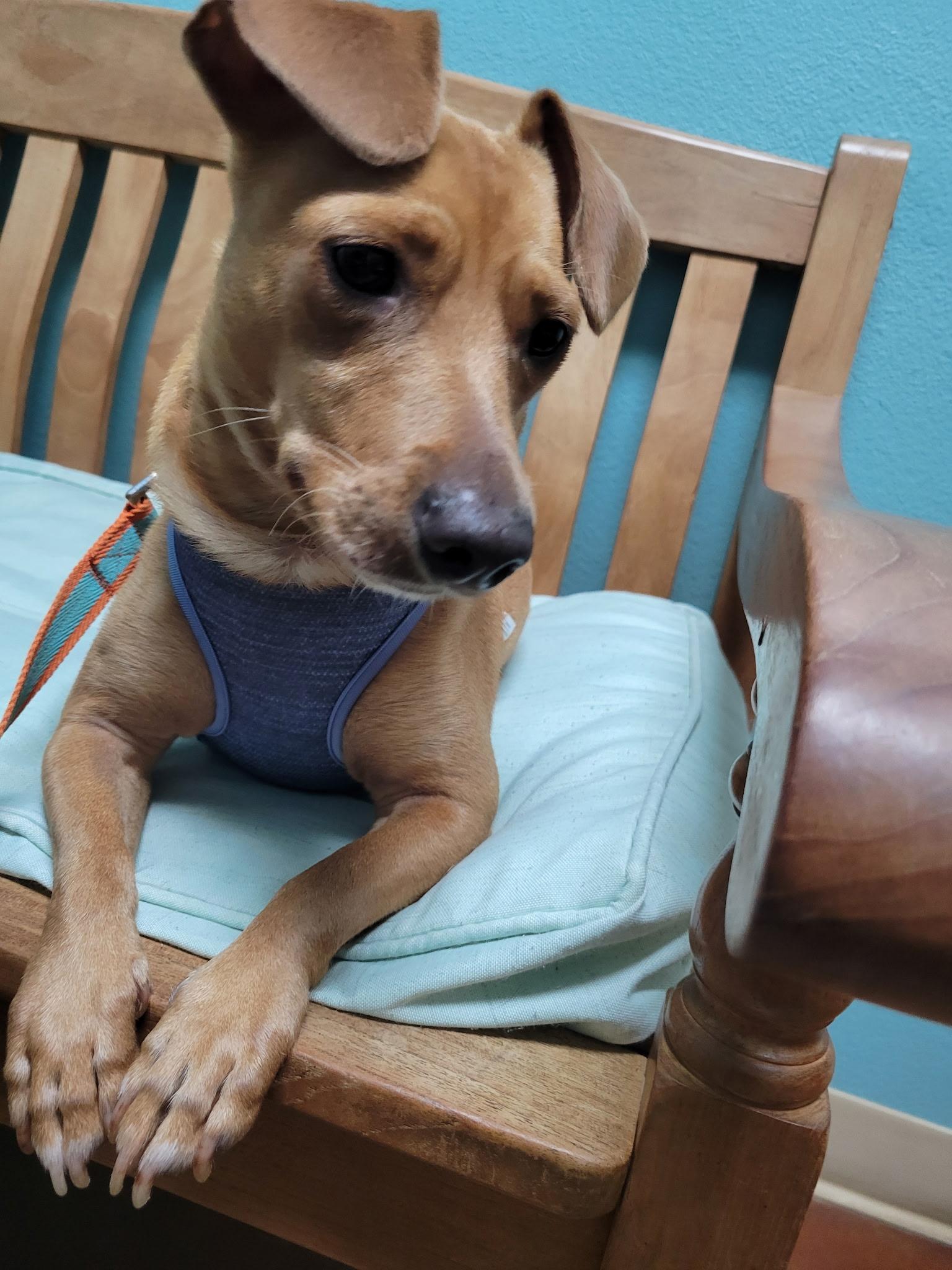 Enlarge Miso, a ADOPTABLE mixed breed in PITTSBURGH, PA image 1/3