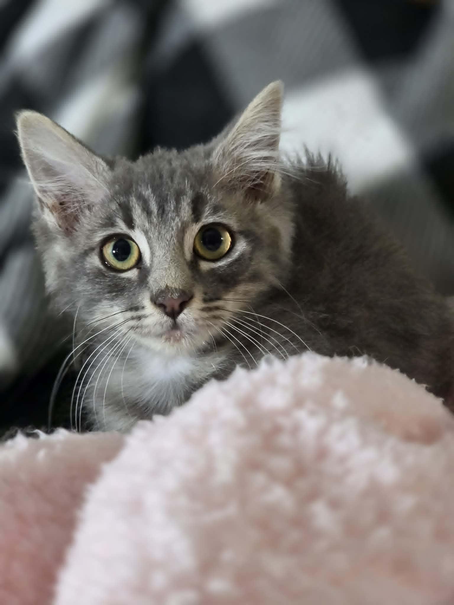 Siouxsie, ADOPTABLE, Young Female Domestic Medium Hair.