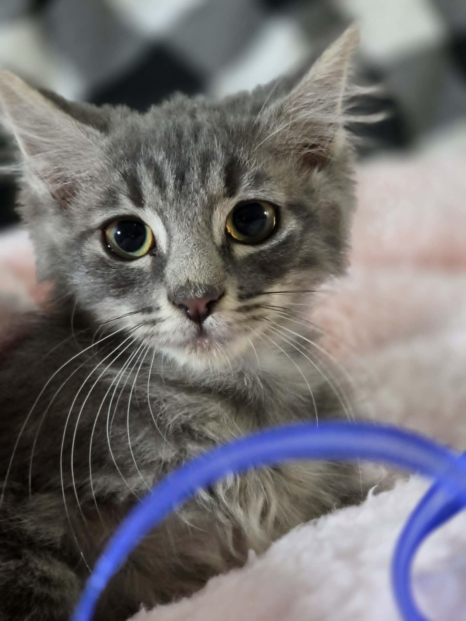 Siouxsie, a ADOPTABLE Domestic Medium Hair in Mansfield, TX image 2/3