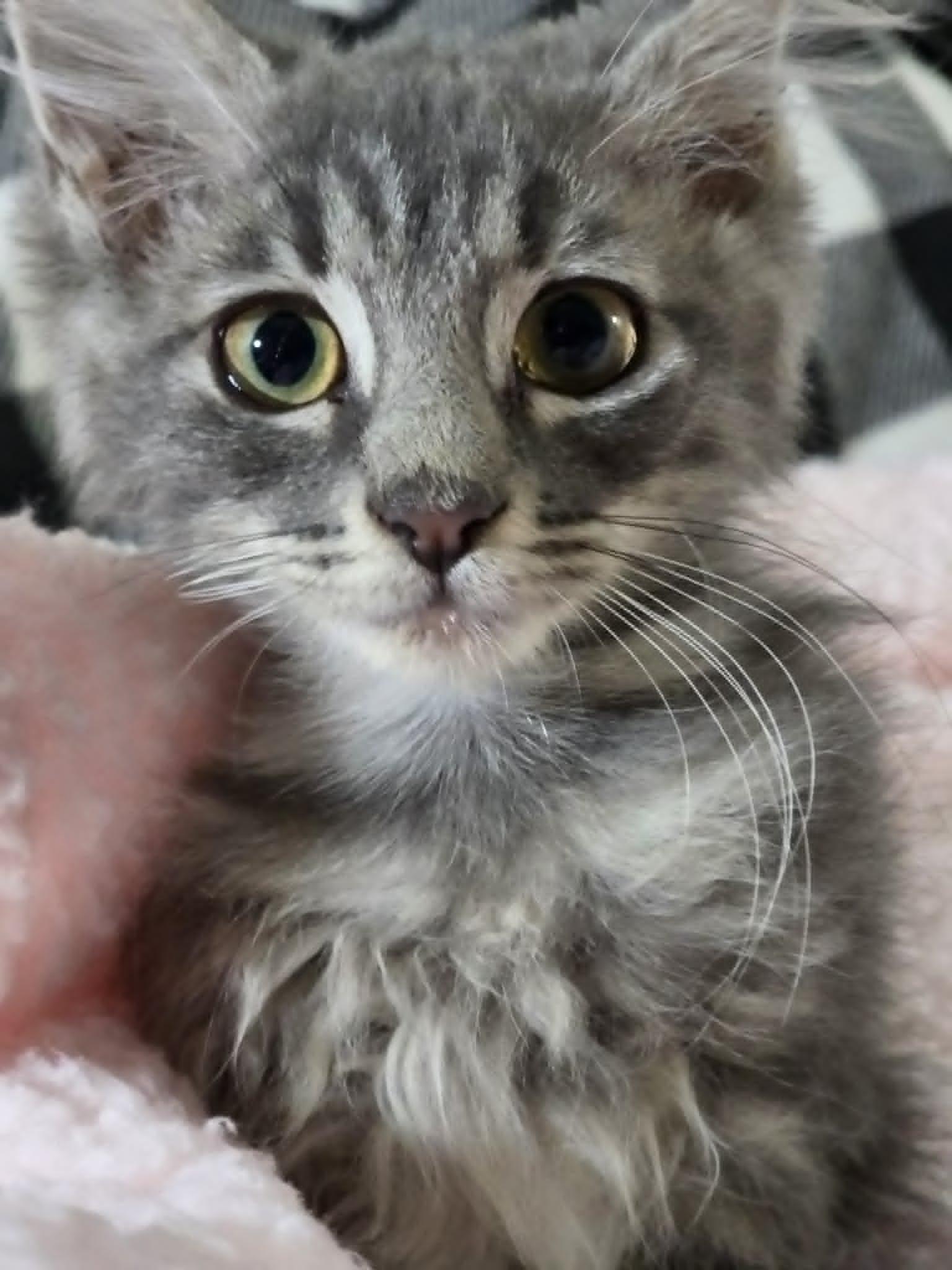 Siouxsie, a ADOPTABLE Domestic Medium Hair in Mansfield, TX image 3/3