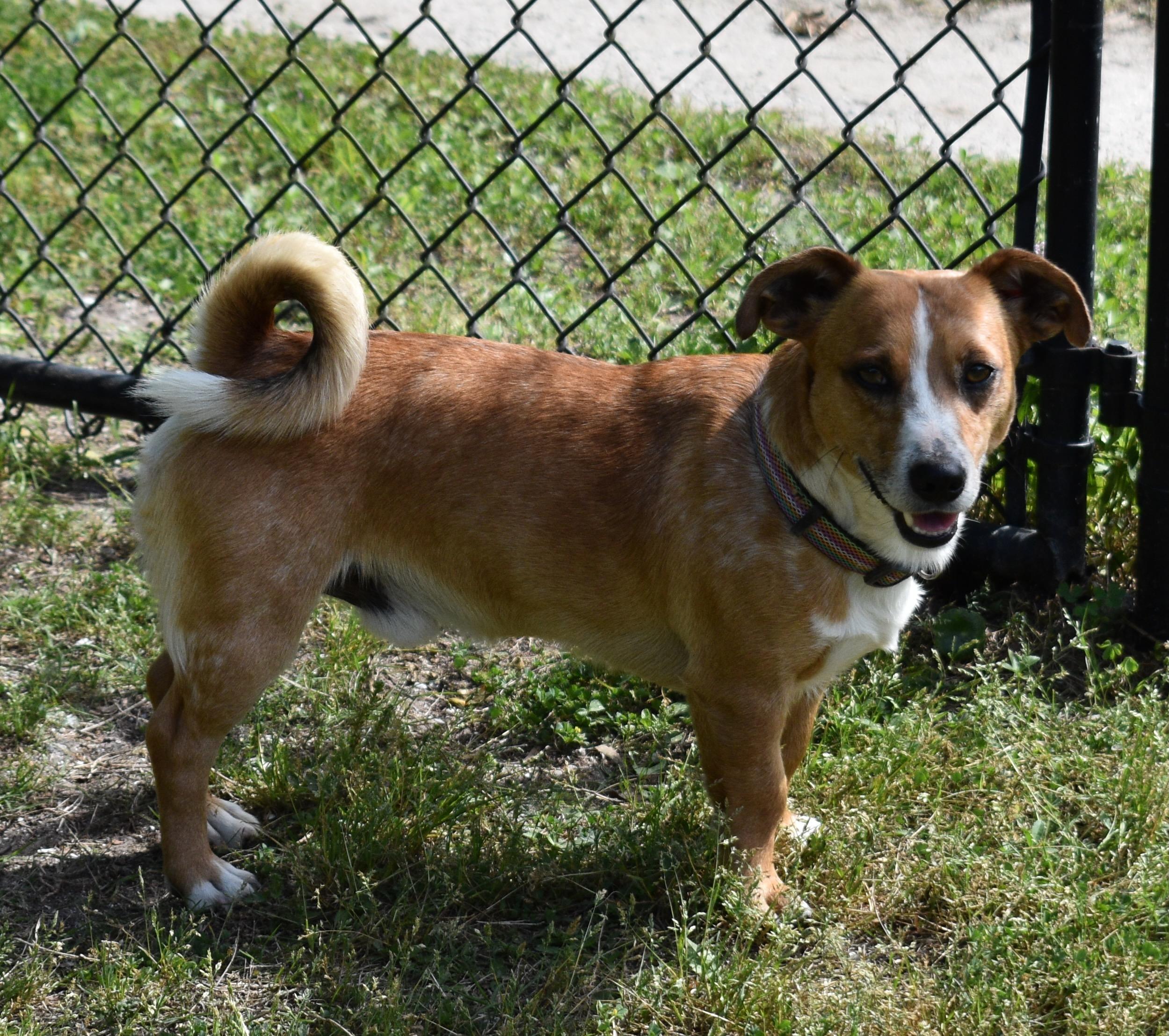 CHARLIE, Adult Male Jack Russell Terrier