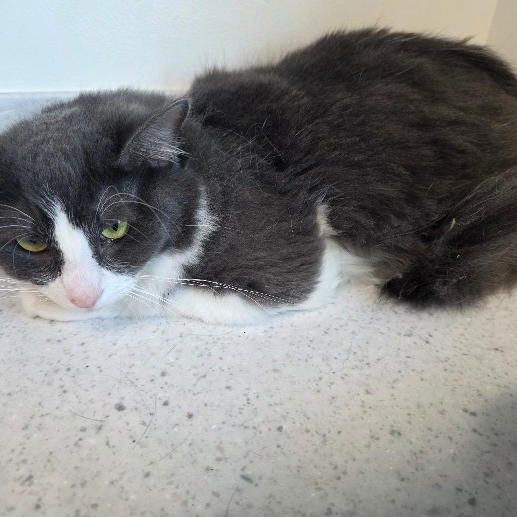 Poppy, Adoptable, Young Female Domestic Long Hair.