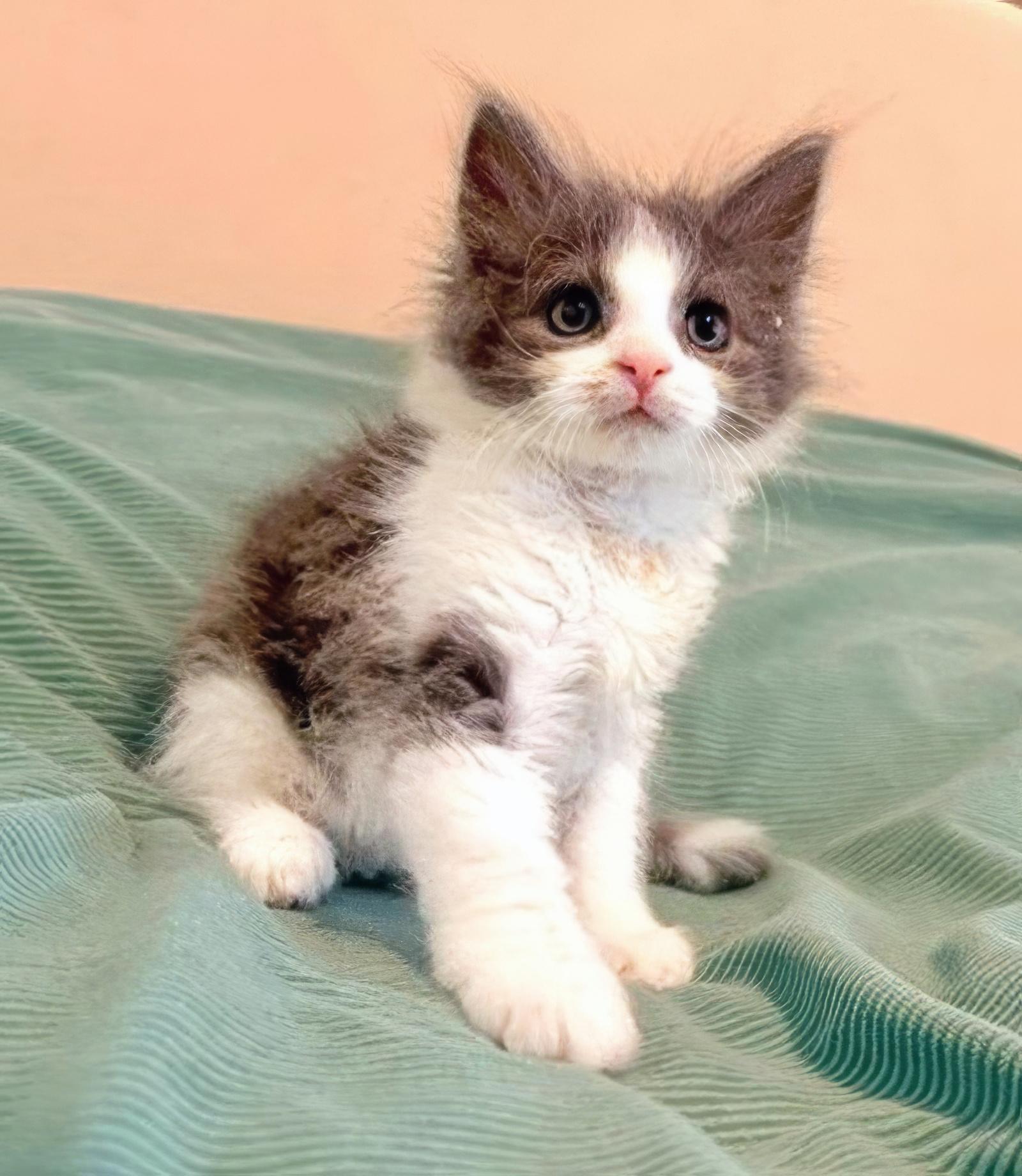 Wonton, adopted, Kitten Male Domestic Medium Hair.