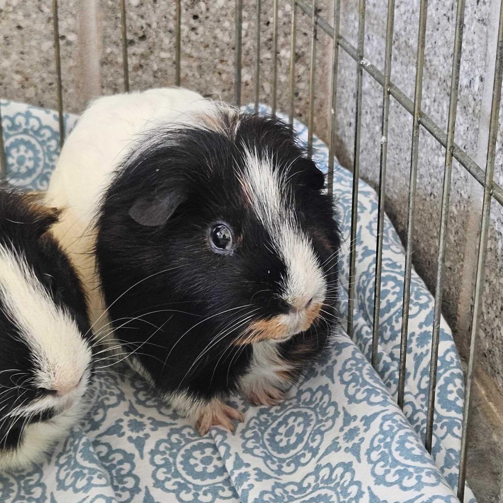 Buster, Adoptable, Adult Male Guinea Pig.