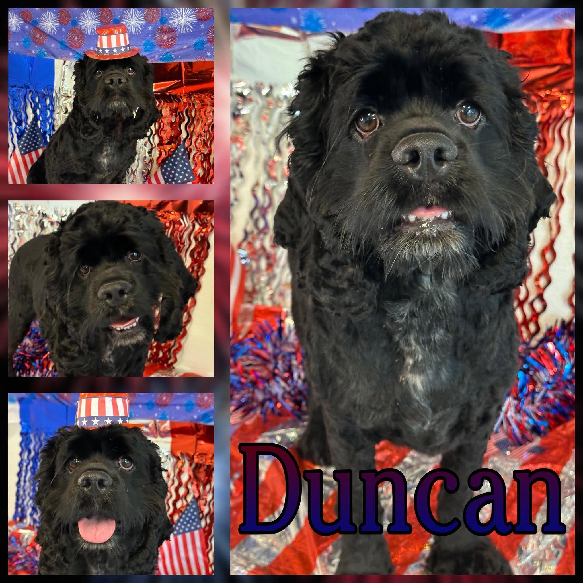 Duncan, ADOPTABLE, Adult Male Cocker Spaniel.