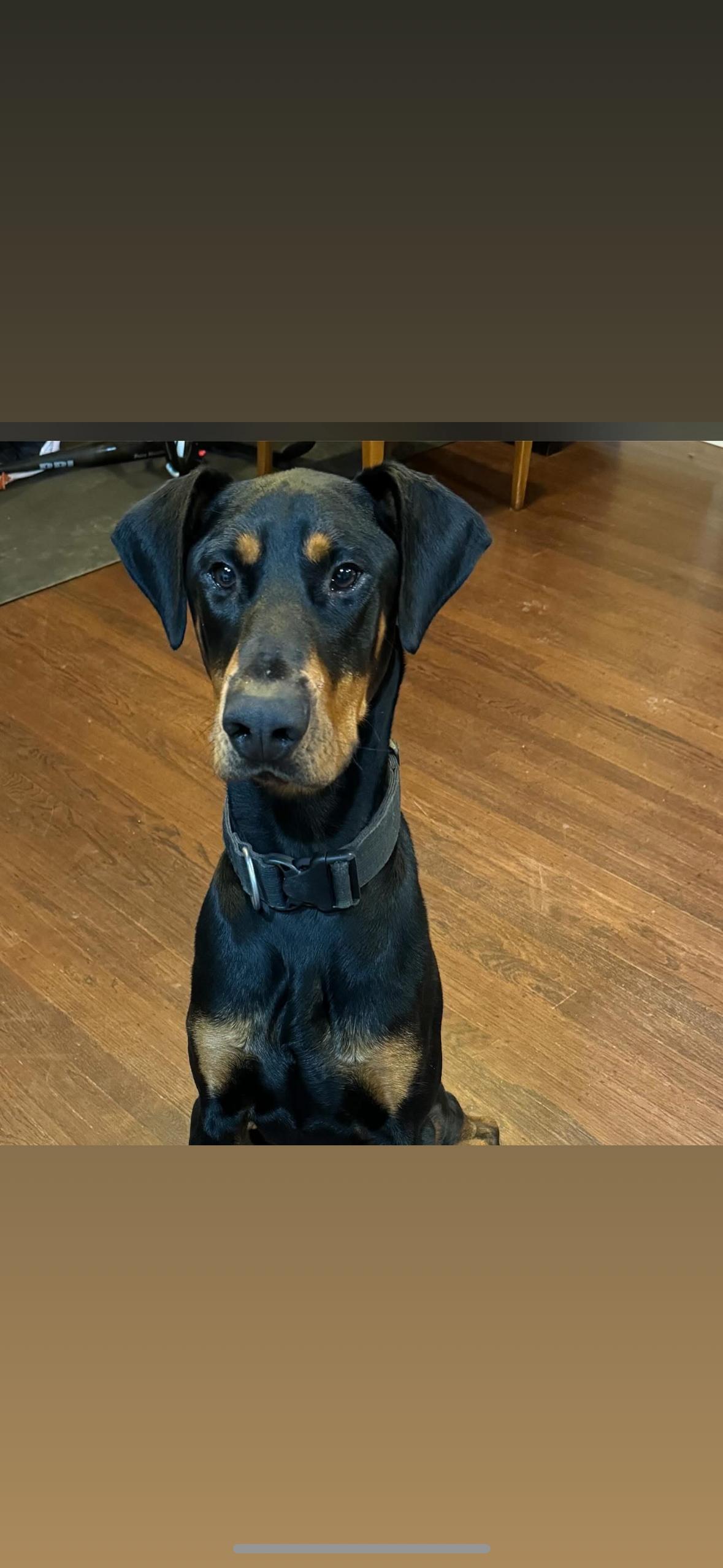 Deebo, a Adoptable Doberman Pinscher image 1/6