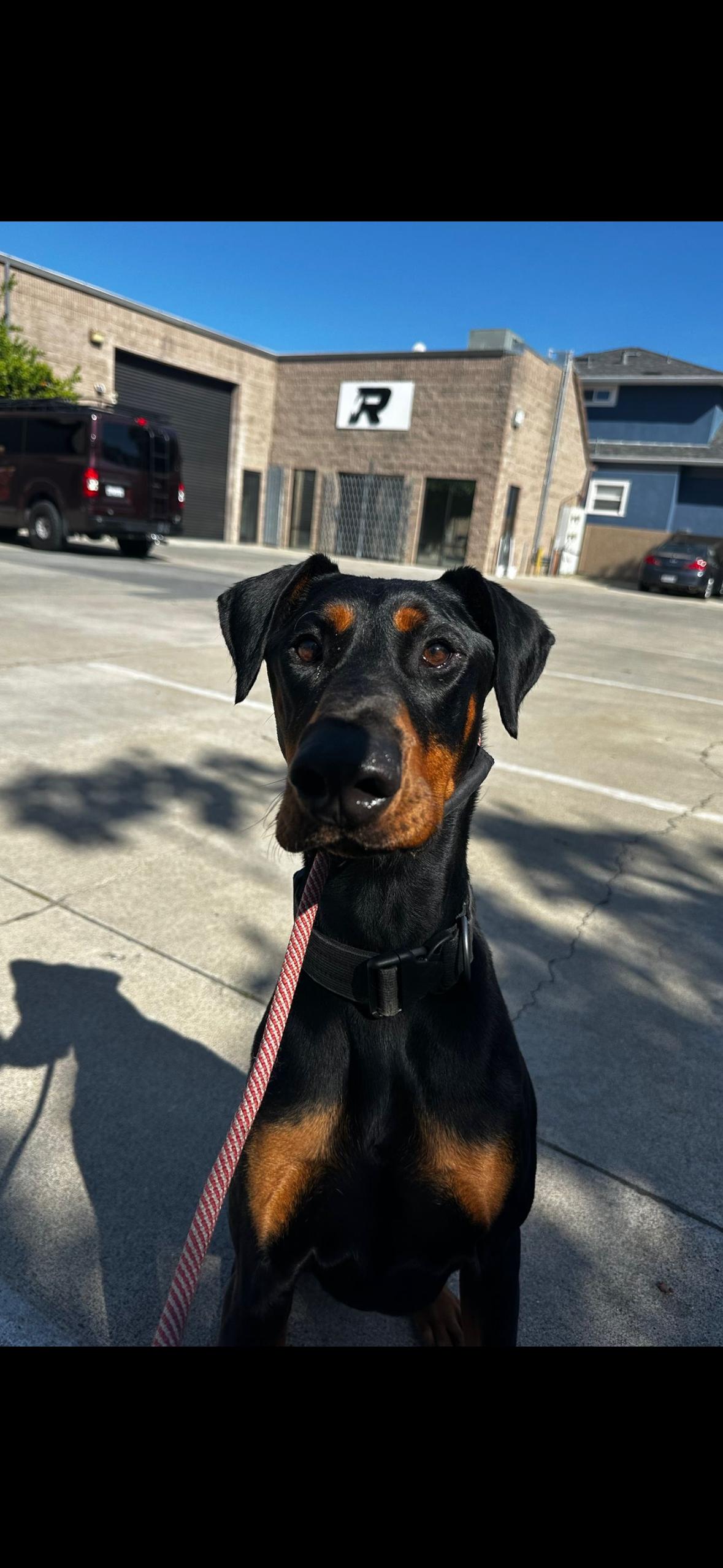 Deebo, a Adoptable Doberman Pinscher image 2/6