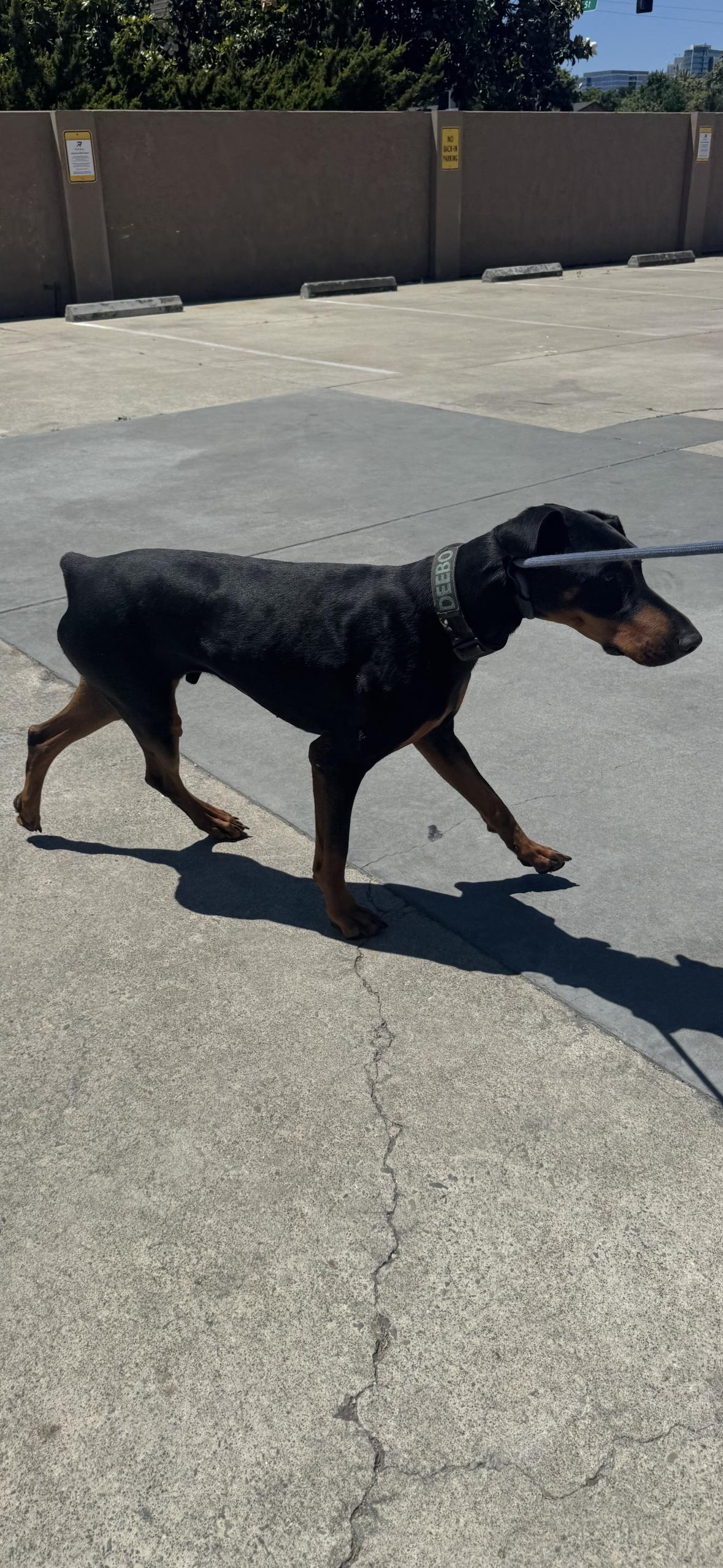 Deebo, a Adoptable Doberman Pinscher image 3/6