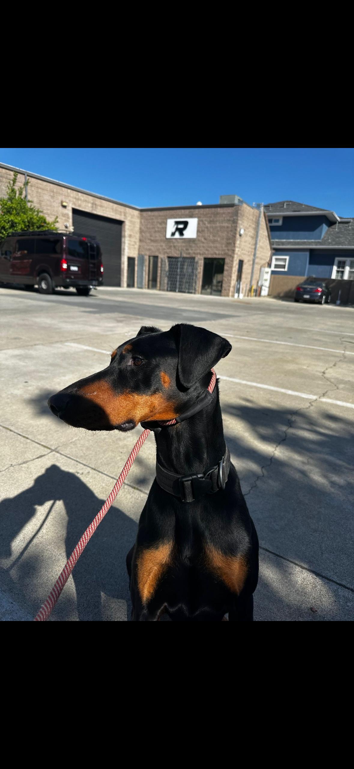 Deebo, a Adoptable Doberman Pinscher image 4/6