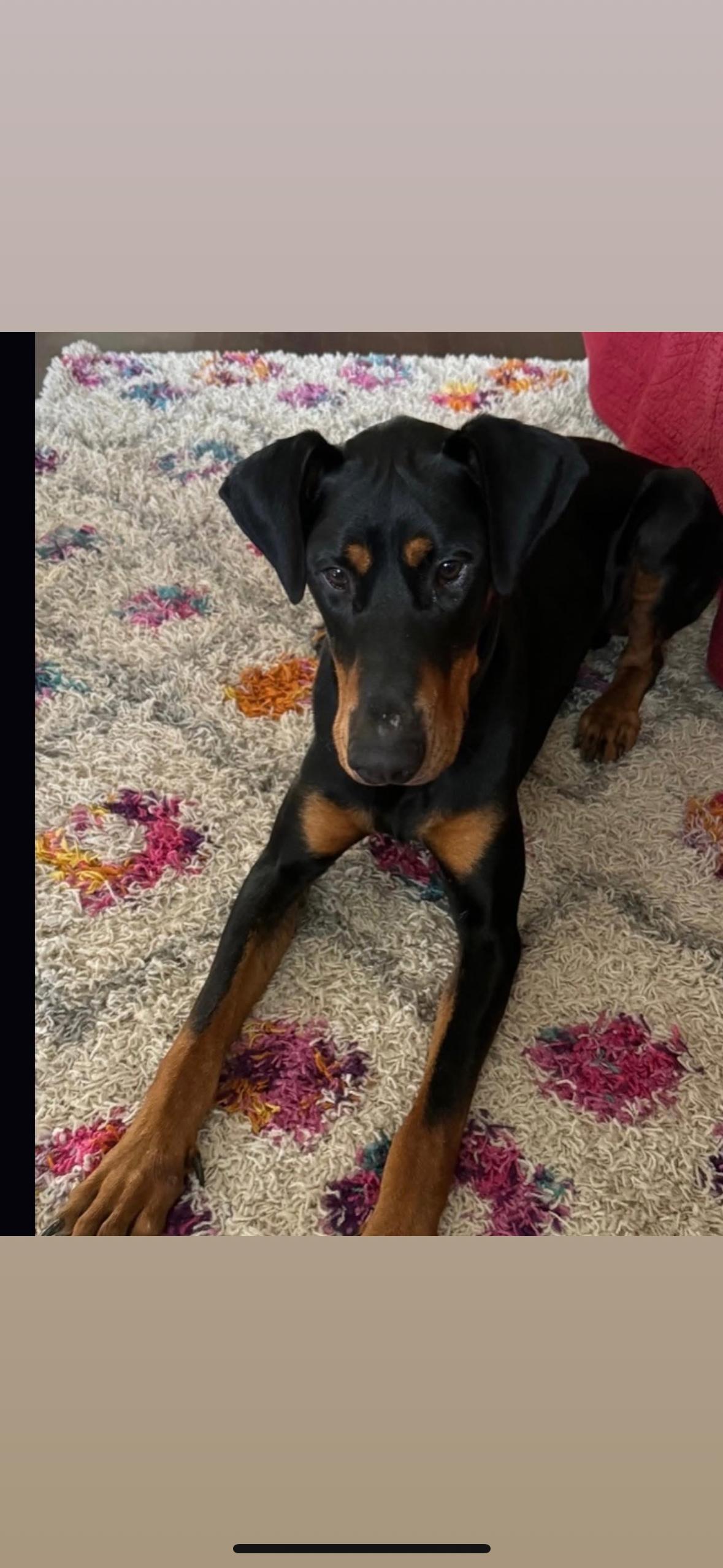 Deebo, a Adoptable Doberman Pinscher image 5/6