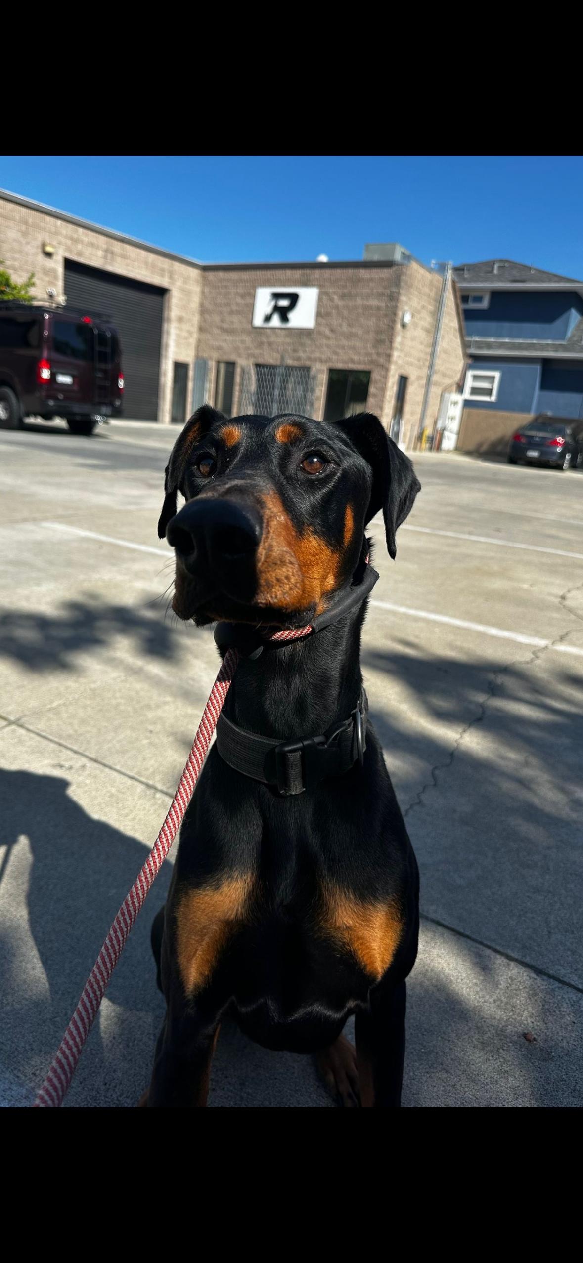 Deebo, a Adoptable Doberman Pinscher image 6/6