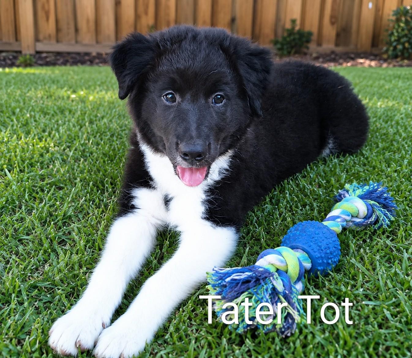Enlarge TATER TOT, an adopted mixed breed in Chocowinity , NC image 1/6