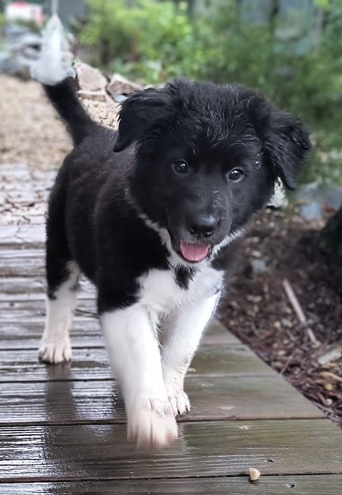 TATOR TOT, ADOPTABLE, Puppy Male Border Collie & Australian Shepherd.