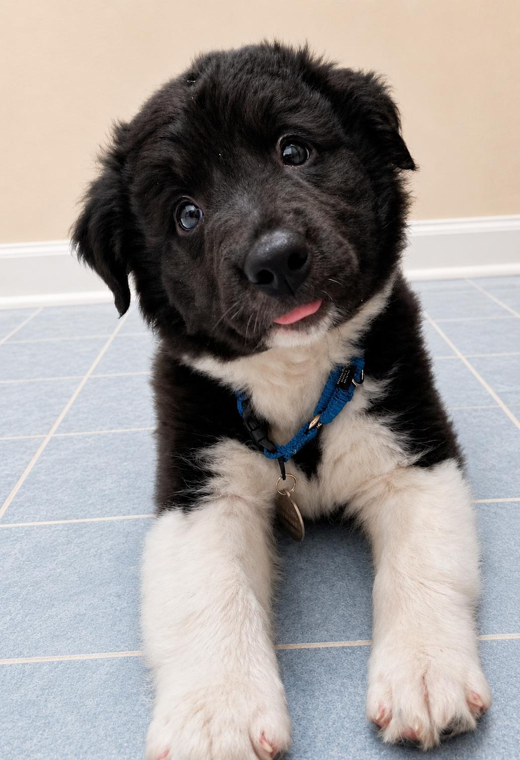 Enlarge TATOR TOT, a ADOPTABLE mixed breed in Chocowinity , NC image 3/5