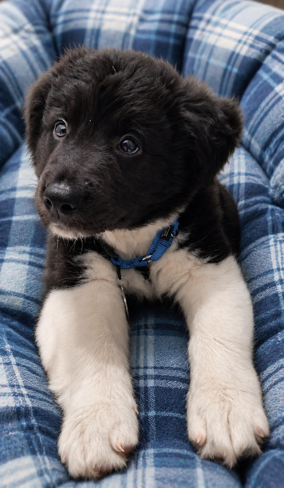 Enlarge TATOR TOT, a ADOPTABLE mixed breed in Chocowinity , NC image 4/5
