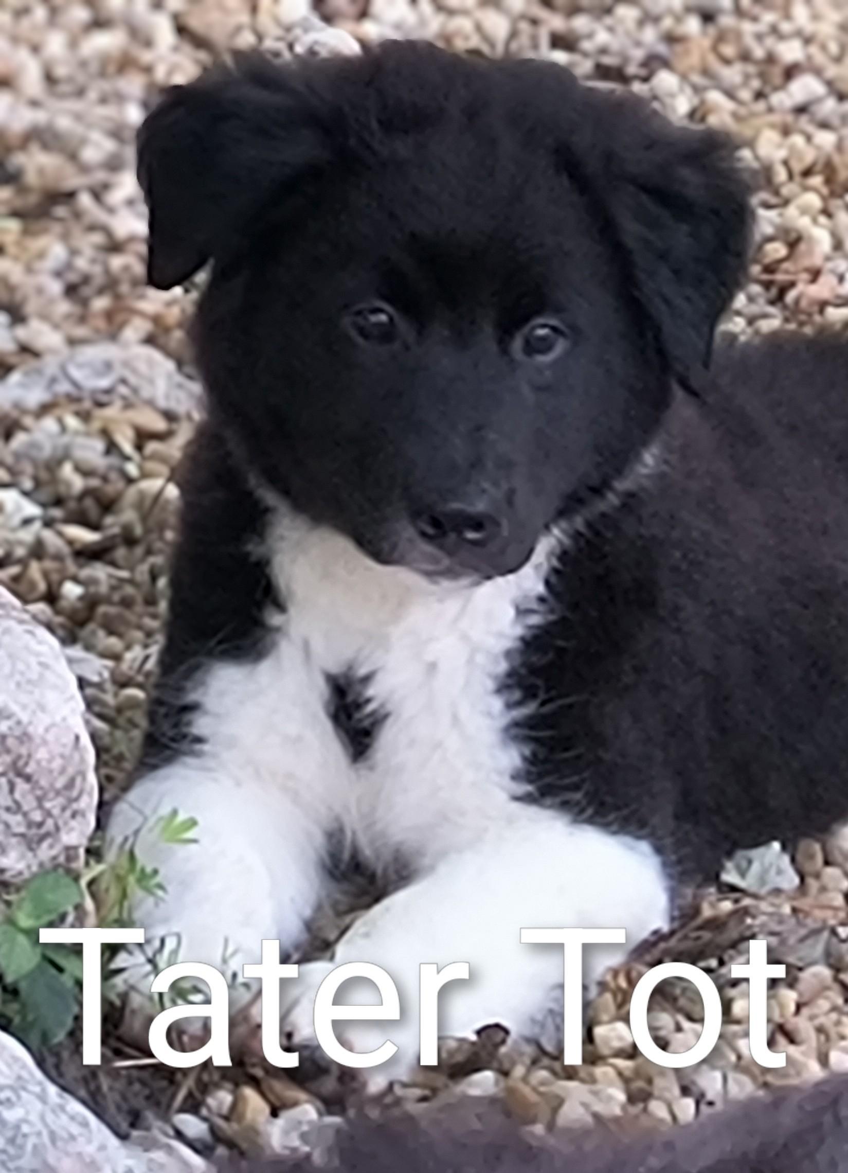 Enlarge TATER TOT, an adopted mixed breed in Chocowinity , NC image 3/6