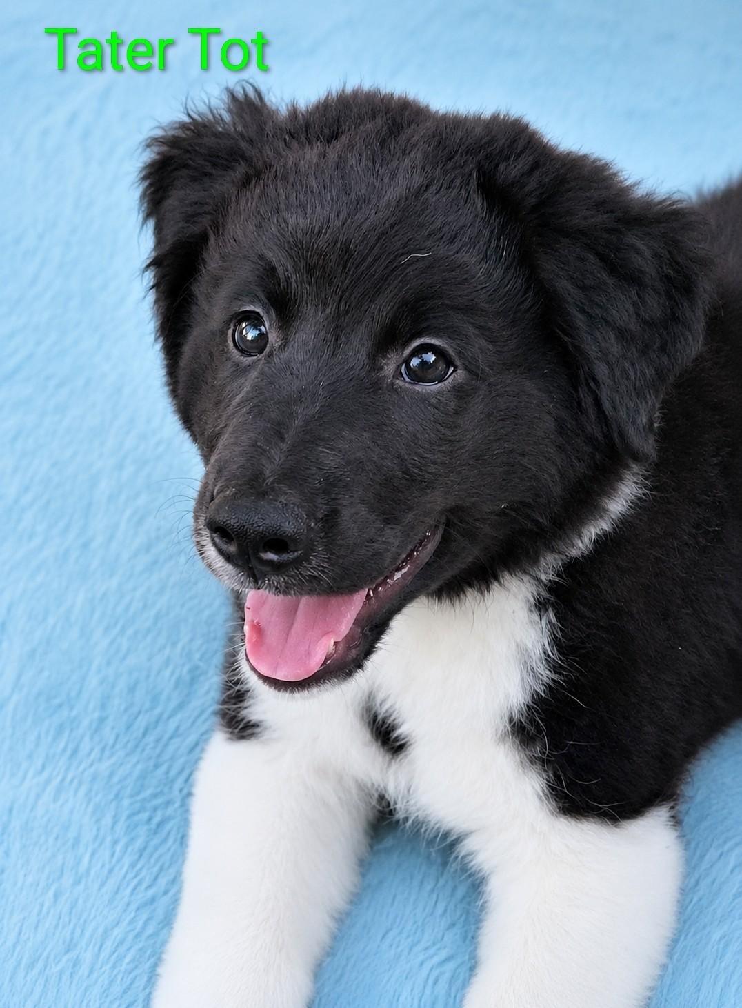 Enlarge TATER TOT, an adopted mixed breed in Chocowinity , NC image 4/6