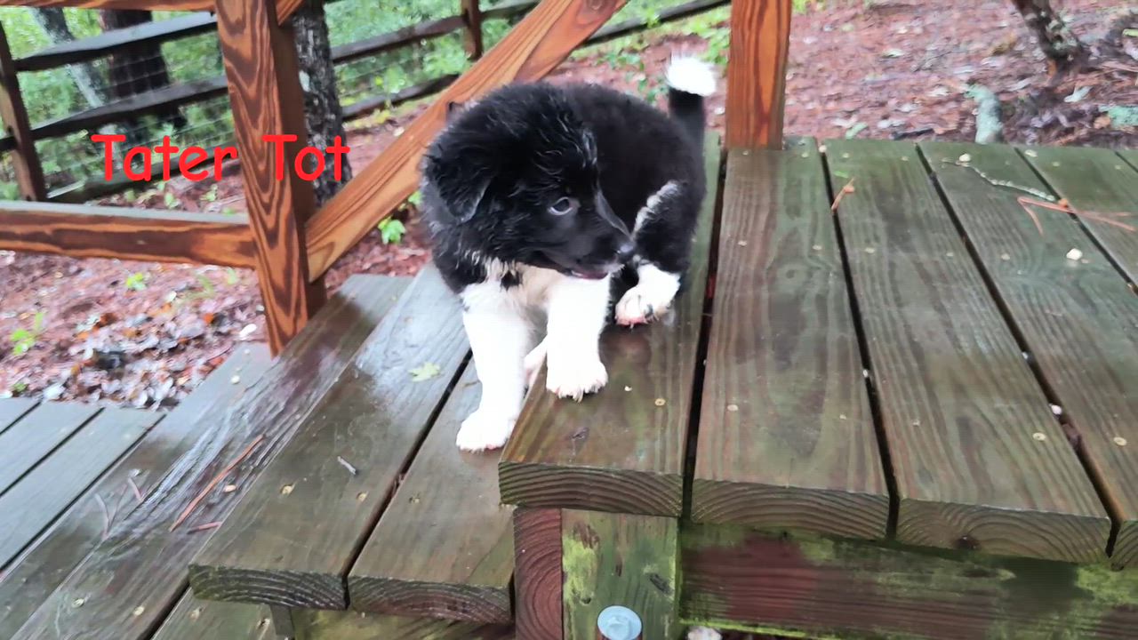 Enlarge TATER TOT, an adopted mixed breed in Chocowinity , NC video 6/6