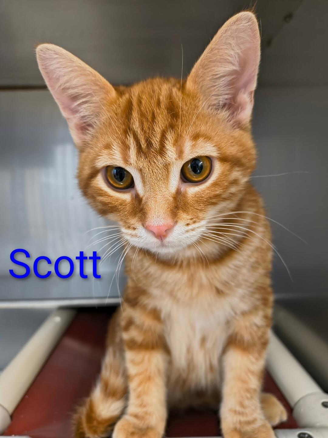 Scott